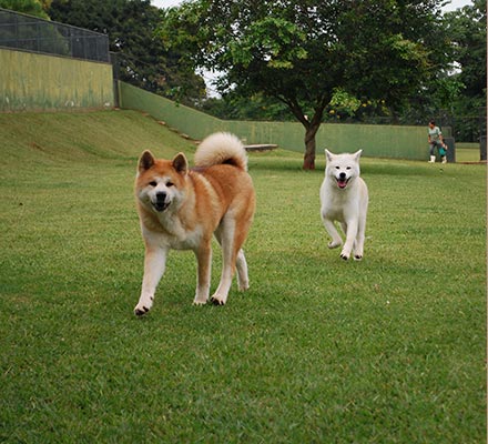 Fotos Hotel para Cachorro em São Paulo